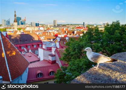 Seagull in front of an Old Town of Tallinn, Estonia