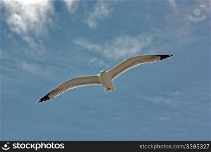 Seagull in full flight