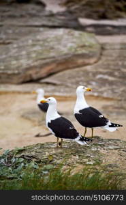 seagull in south africa coastline cape of good hope and natural park reserve