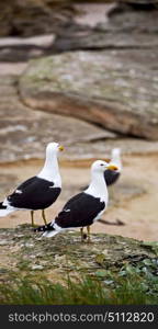 seagull in south africa coastline cape of good hope and natural park reserve