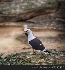 seagull in south africa coastline cape of good hope and natural park reserve