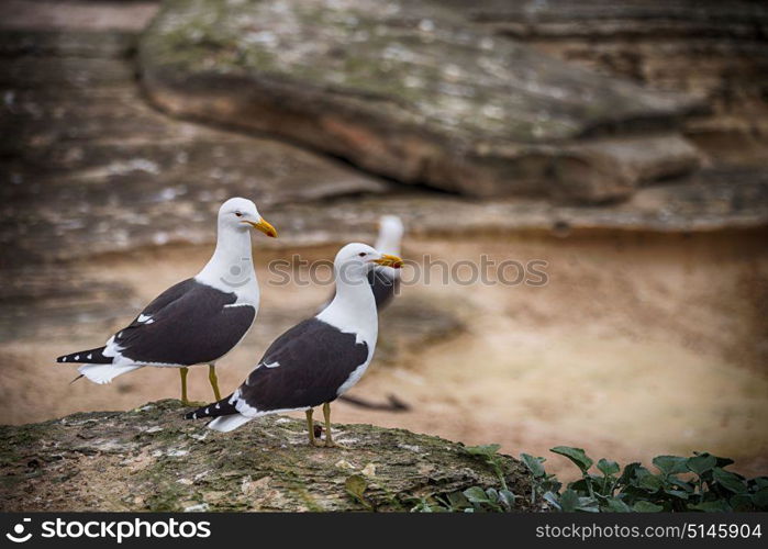 seagull in south africa coastline cape of good hope and natural park reserve