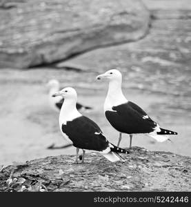 seagull in south africa coastline cape of good hope and natural park reserve