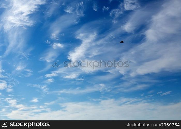 Seagull in the blue sky with beautiful white clouds.