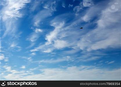 Seagull in the blue sky with beautiful white clouds.