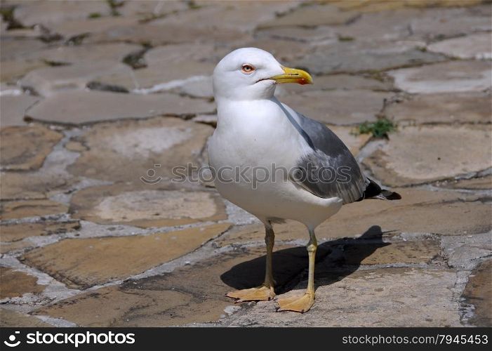 Seagull in the Bulgarian town of Nesebar