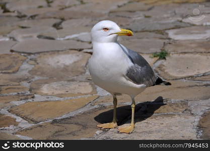 Seagull in the Bulgarian town of Nesebar