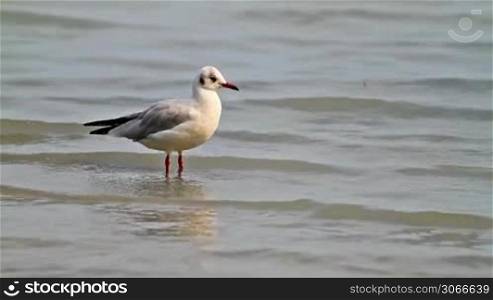 Seagull in the lake