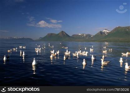 seagull in the sea of Norway with blue sky and mountain