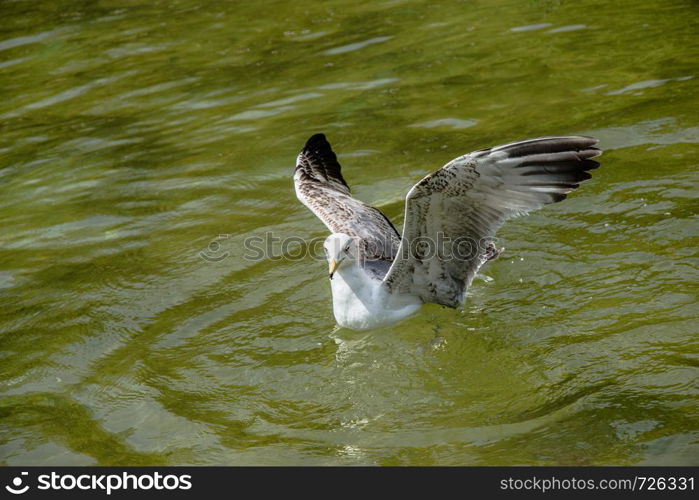 Seagull in the water of a pond in view