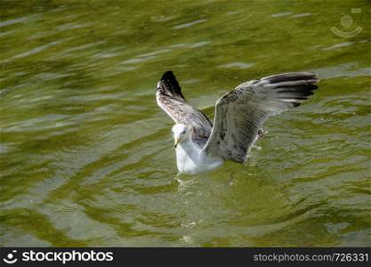 Seagull in the water of a pond in view