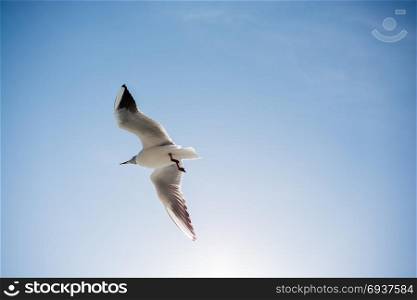 Seagull is flying in sky over the sea waters