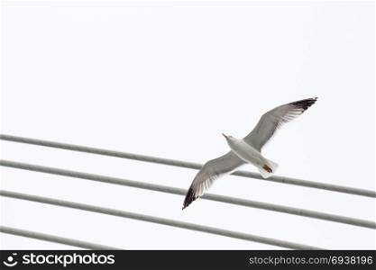 Seagull is flying in sky over the sea waters