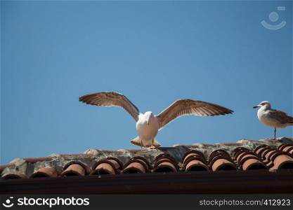 Seagull is sitting on the roof