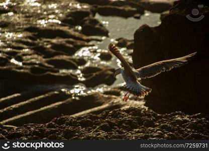  Seagull landing in the rocks in the ocean