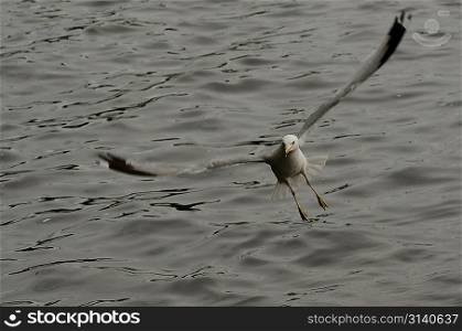 Seagull landing over a lake, Lake of the Woods, Ontario, Canada