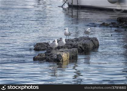 Seagull (Larinae Rafinesque) standing on rocks in the harbour in Gallipoli (Le) in the Southern Italy