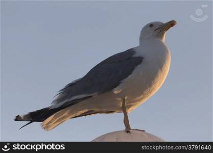 Seagull (Larinae Rafinesque) standing on street lamp sphere in Gallipoli (Le) in the Southern Italy