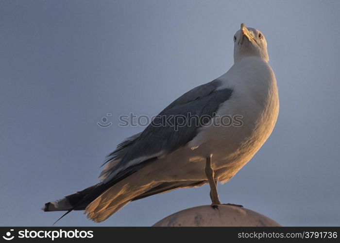 Seagull (Larinae Rafinesque) standing on street lamp sphere in Gallipoli (Le) in the Southern Italy