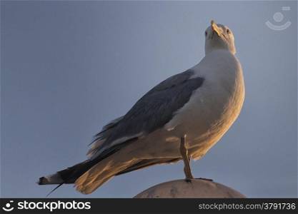 Seagull (Larinae Rafinesque) standing on street lamp sphere in Gallipoli (Le) in the Southern Italy