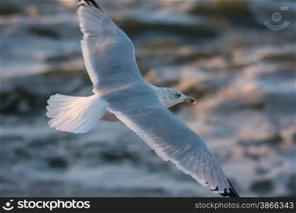 seagull lifting off at sea