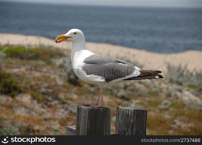 Seagull on a fence, Pacific Grove, California