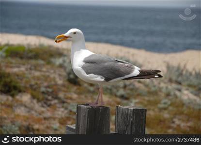 Seagull on a fence, Pacific Grove, California