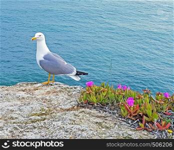 Seagull on a rock at the atlantic ocean