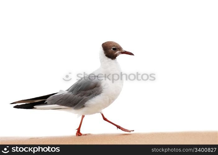 seagull on beach isolated on a white background
