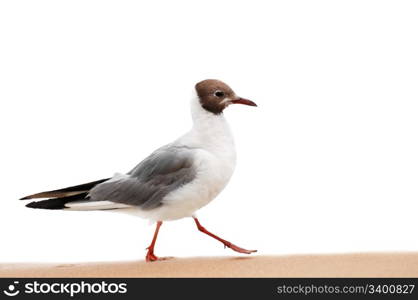 seagull on beach isolated on a white background