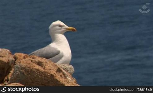Seagull on coast