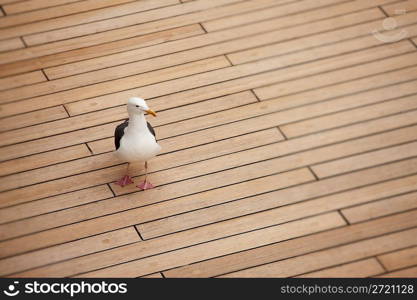 Seagull on deck