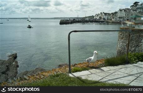 Seagull on harbour wall, Cornwall