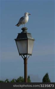 Seagull on streetlamp