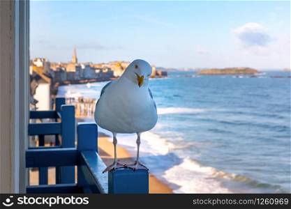Seagull on the background of beautiful walled port city of Privateers Saint-Malo is known as city corsaire at high tide, Brittany, France. Seagull in Saint-Malo, Brittany, France