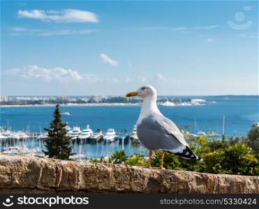 Seagull on the background of the old town . Seagull on the background of the old town in Cannes