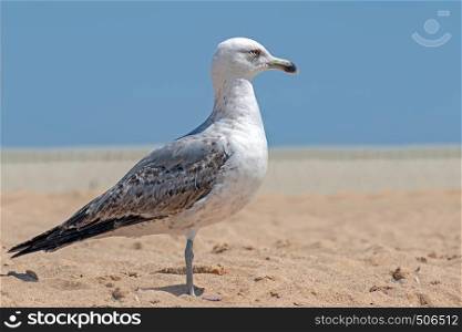 Seagull on the beach at the atlantic ocean in Portugal