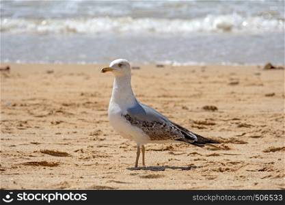 Seagull on the beach at the atlantic ocean in Portugal