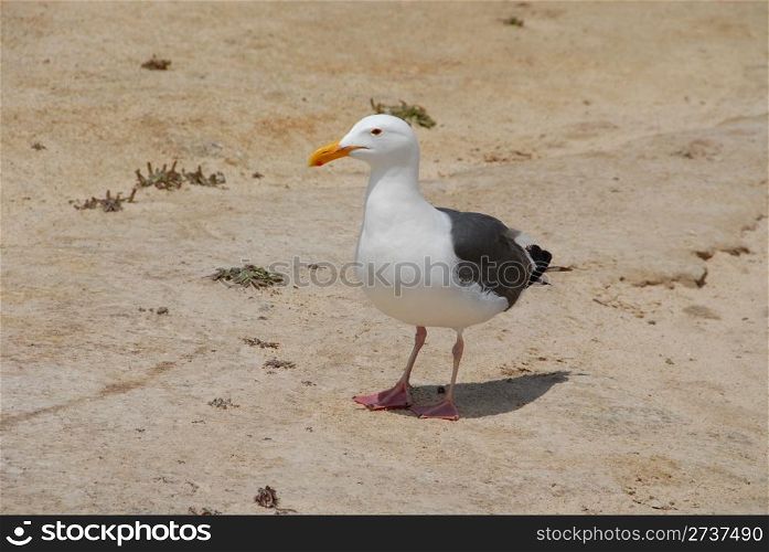 Seagull on the beach, Pacific Grove, California