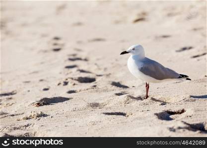 Seagull on the beach. Seagull standing on sandy beach