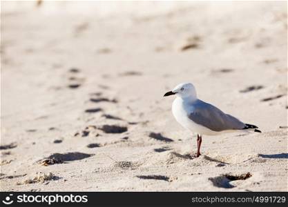 Seagull on the beach. Seagull standing on sandy beach