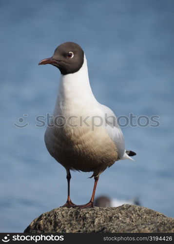 seagull on the lake