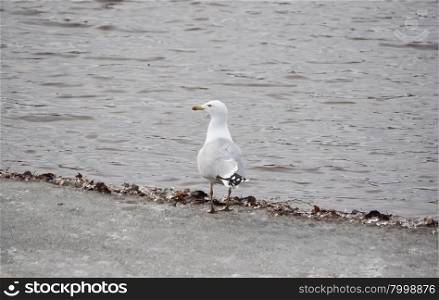 seagull on the river bank