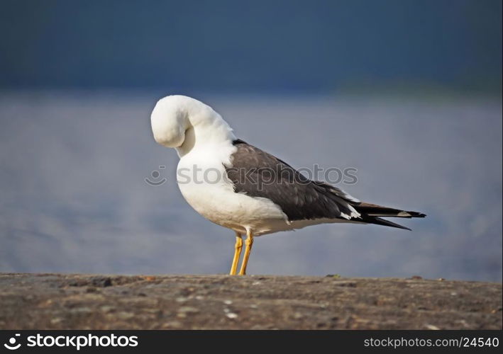 Seagull on the rock