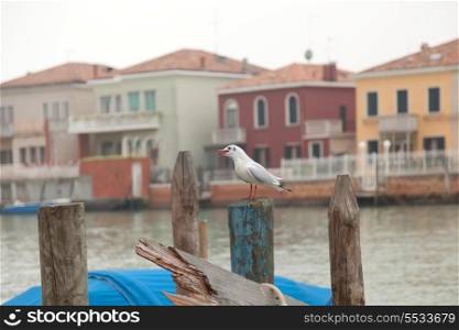 Seagull on the wooden trunk in Venice&#xA;