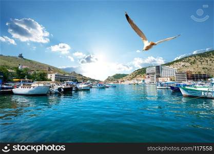 Seagull over boats in bay of Balaclava