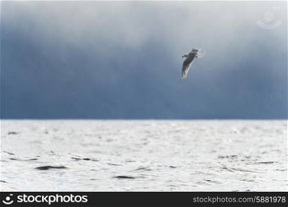 Seagull over Pacific Ocean, Skeena-Queen Charlotte Regional District, Haida Gwaii, Graham Island, British Columbia, Canada