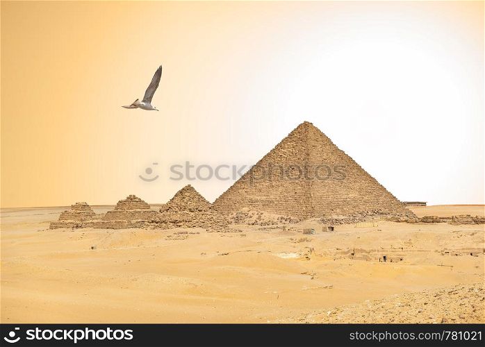 Seagull over pyramids of pharaoh and qeens. Seagull and egyptian pyramids