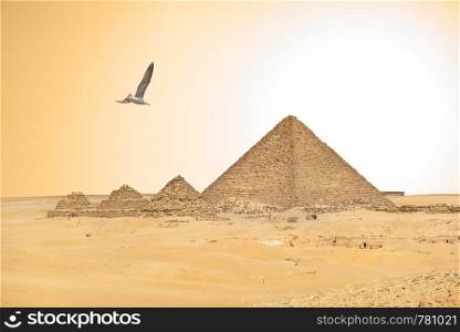 Seagull over pyramids of pharaoh and qeens. Seagull and egyptian pyramids