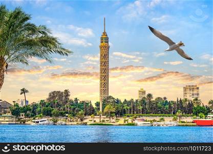 Seagull over river Nile in Cairo and famous TV Tower, Egypt. Seagull and Cairo TV Tower